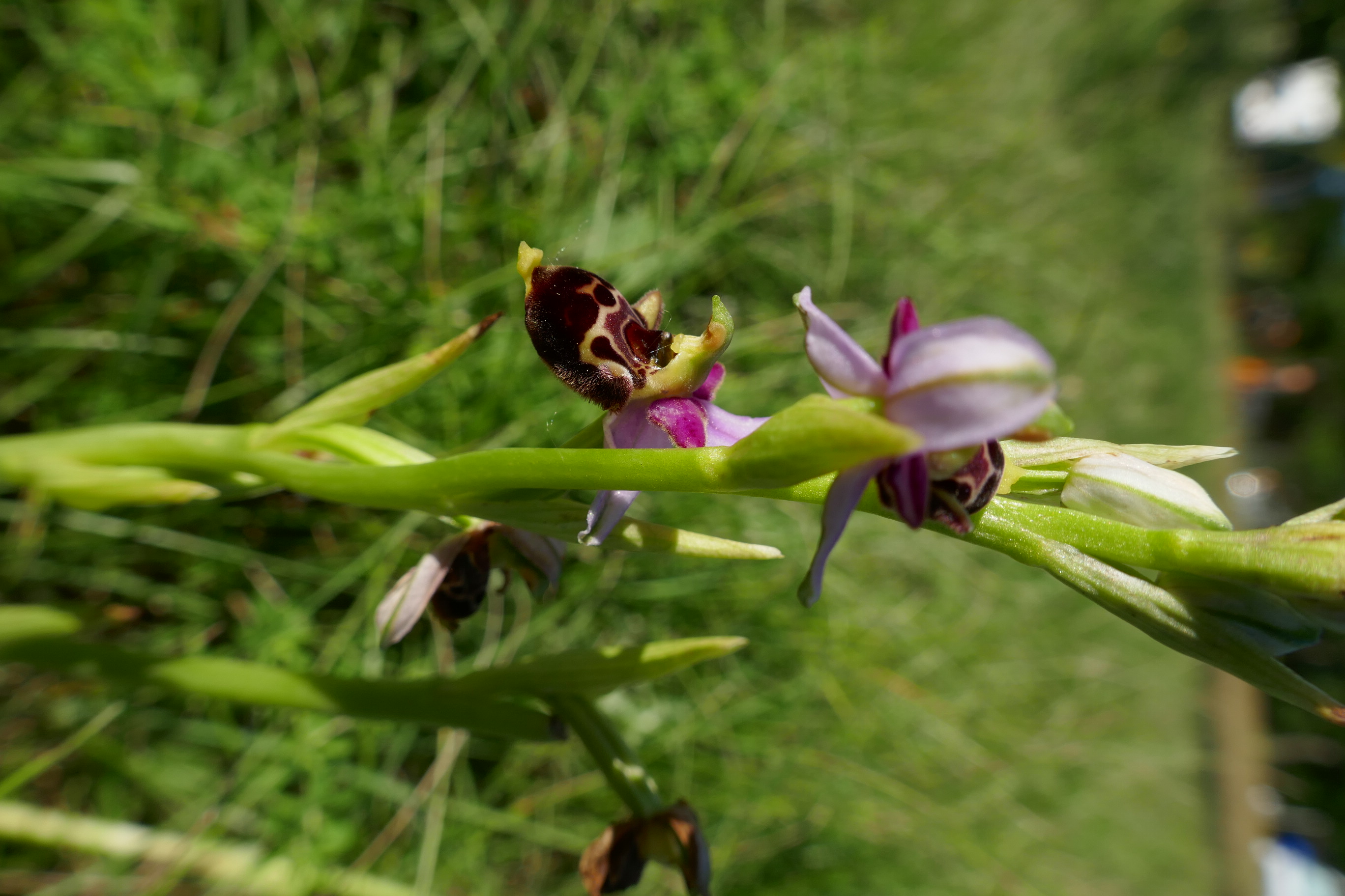 tořič Ophrys